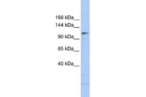 WB Suggested Anti-SMARCA5 Antibody Titration:  0. (SMARCA5 Antikörper  (N-Term))
