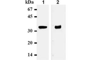Western Blotting (WB) image for anti-Syntaxin 1A (Brain) (STX1A) antibody (ABIN492371) (STX1A Antikörper)