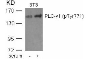 Image no. 1 for anti-phospholipase C, gamma 1 (PLCG1) (pTyr771) antibody (ABIN401590) (Phospholipase C gamma 1 Antikörper  (pTyr771))