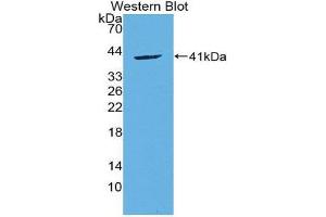 Western Blotting (WB) image for anti-Chemokine (C-C Motif) Ligand 20 (CCL20) (AA 24-95) antibody (ABIN1859836) (CCL20 Antikörper  (AA 24-95))