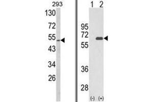 (LEFT) Western blot analysis of Sestrin-2 Antibody (Center) in 293 cell line lysates (35ug/lane). (Sestrin 2 Antikörper  (Middle Region))