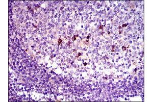 Immunohistochemistry (IHC) image for anti-Transforming Growth Factor, beta 1 (TGFB1) (AA 62-195) antibody (ABIN1846085) (TGFB1 Antikörper  (AA 62-195))