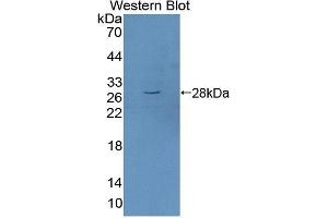 MYT1 antibody  (AA 903-1121)