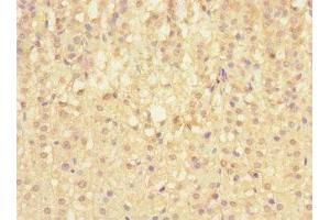 Immunohistochemistry of paraffin-embedded human adrenal gland tissue using ABIN7169723 at dilution of 1:100 (SIGIRR Antikörper  (AA 1-120))