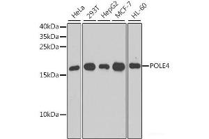Western blot analysis of extracts of various cell lines using POLE4 Polyclonal Antibody at dilution of 1:1000. (POLE4 Antikörper)