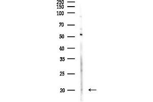 anti-Interleukin 9 (IL9) (Internal Region) antibody