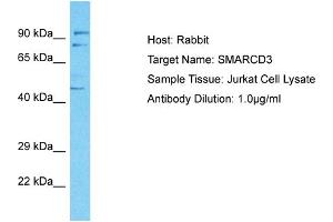 Host: Rabbit Target Name: SMARCD3 Sample Tissue: Human Jurkat Whole Cell Antibody Dilution: 1ug/ml (SMARCD3 Antikörper  (C-Term))