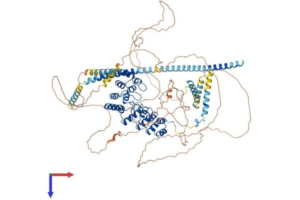 PPP1R12B Protein (AA 1-982) (His tag)