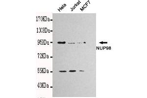 Western blot detection of NUP98 in Hela,Jurkat and MCF7 cell lysates using NUP98 mouse mAb (1:1000 diluted). (NUP98 Antikörper)