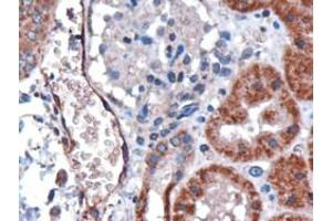 Immunohistochemistry (IHC) image for anti-Duffy Blood Group, Chemokine Receptor (DARC) (N-Term) antibody (ABIN2465620) (DARC Antikörper  (N-Term))