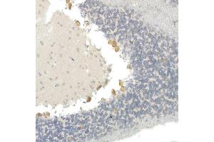 Immunohistochemistry of paraffin-embedded mouse brain using CNTN4 Rabbit mAb (ABIN7266495) at dilution of 1:100 (40x lens). (Contactin 4 Antikörper)