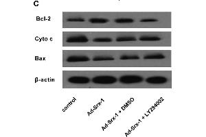 Western Blotting (WB) image for anti-Sulfiredoxin 1 (SRX1) (AA 45-137) antibody (ABIN1387599)