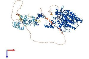 RAG1 Protein (AA 1-1040) (His tag)