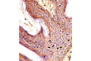 Paraformaldehyde-fixed, paraffin embedded Human Skin tissue, Antigen retrieval by boiling in sodium citrate buffer (pH6. (CD44 Antikörper)