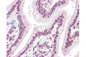 Anti-KPNA4 antibody IHC of human small intestine. (KPNA4 Antikörper  (AA 509-521))