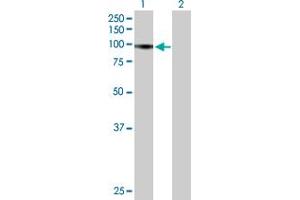 Western Blot analysis of RIN1 expression in transfected 293T cell line by RIN1 MaxPab polyclonal antibody. (RIN1 Antikörper  (AA 1-783))