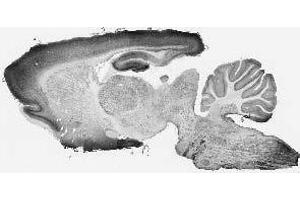 Adult rat whole brain immunohistochemistry. (Olfactomedin 1 Antikörper  (pan))