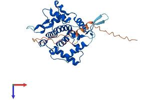 GOLPH3 Protein (AA 1-298) (His tag)