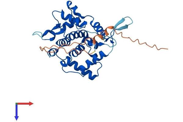 GOLPH3 Protein (AA 1-298) (His tag)