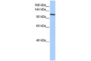 WB Suggested Anti-XPO1 Antibody Titration:  0. (XPO1 Antikörper  (C-Term))