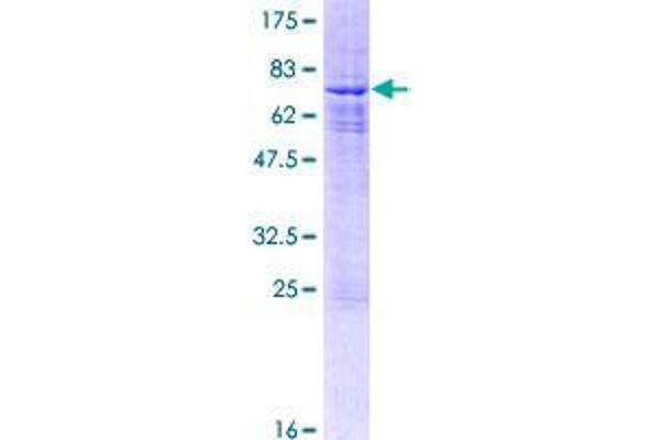 SIN3B Protein (AA 1-353) (GST tag)