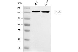 Western blot analysis of RFX1 using anti-RFX1 antibody (ABIN7601842).