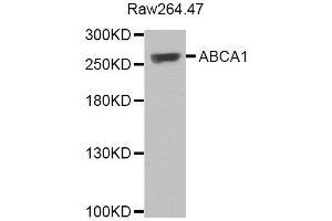 Western blot analysis of extracts of various cell lines, using ABCA1 antibody. (ABCA1 Antikörper)