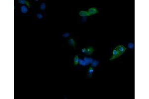 Immunofluorescence (IF) image for anti-T-cell surface glycoprotein CD1c (CD1C) antibody (ABIN2670659) (CD1c Antikörper)