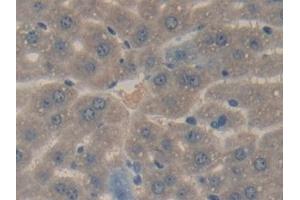 Immunohistochemistry (IHC) image for anti-Urocortin 2 (UCN2) (AA 31-112) antibody (ABIN7435025)