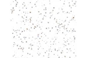 Immunocytochemistry (ICC) image for anti-REL proto-oncogene (c-Rel) (C-Term) antibody (ABIN7795772) (Rekombinanter c-Rel Antikörper  (C-Term))