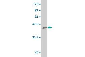 Western Blot detection against Immunogen (37. (SIX4 Antikörper  (AA 672-780))