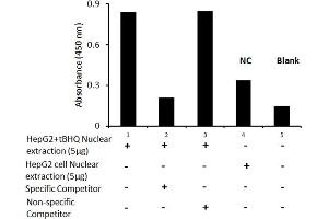 Transcription factor activity assay of NRF2 from nuclear extracts of HepG2 cells or HepG2 cells treated with tBHQ (90uM) for 24 hr with the specific competitor or non-specific competitor.