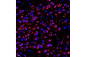 Immunofluorescence of paraffin embedded mouse brain using SHF-1 (ABIN7075710) at dilution of 1:600 (400x lens) (SHF Antikörper)