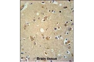 P2RX7 Antibody (C-term) (ABIN651861 and ABIN2840427) immunohistochemistry analysis in formalin fixed and paraffin embedded human brain tissue followed by peroxidase conjugation of the secondary antibody and DAB staining.