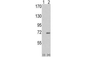Western blot analysis of IRAK antibody and 293 cell lysate either nontransfected (Lane 1) or transiently transfected with the IRAK1 gene (2). (IRAK1 Antikörper  (AA 683-712))