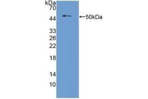 Western Blotting (WB) image for anti-Nucleobindin 2 (NUCB2) (AA 25-420) antibody (ABIN7442231)