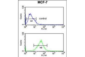 Flow cytometric analysis of MCF-7 cells (bottom histogram) compared to a negative control cell (top histogram). (SNRPD3 Antikörper  (C-Term))
