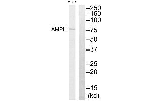 Western blot analysis of extracts from HeLa cells, using AMPH antibody. (Amphiphysin Antikörper)