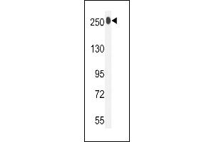 LTBP1 Antibody (C-term) (ABIN392207 and ABIN2841907) western blot analysis in mouse bladder tissue lysates (35 μg/lane). (LTBP1 Antikörper  (C-Term))