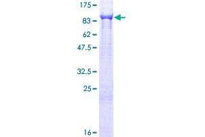 Image no. 1 for Tetratricopeptide Repeat Domain 12 (TTC12) (AA 1-732) protein (GST tag) (ABIN1324001) (TTC12 Protein (AA 1-732) (GST tag))