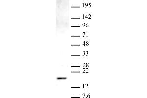 Histone H3 monomethyl Lys9 antibody (pAb) tested by Western blot. (Histone 3 Antikörper  (meLys9))