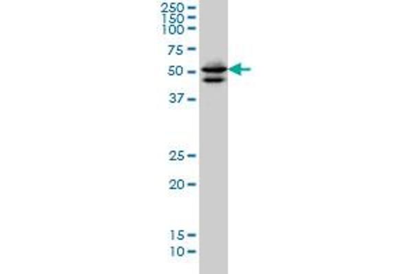 GATA2 Antikörper  (AA 1-102)