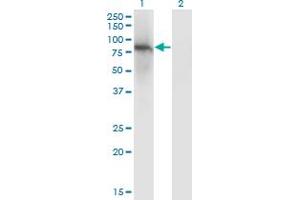 Western Blot analysis of ZNF41 expression in transfected 293T cell line by ZNF41 monoclonal antibody (M01), clone 4E9. (ZNF41 Antikörper  (AA 221-321))