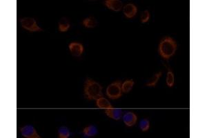 Immunofluorescence analysis of NIH/3T3 cells using Caspase-9 Polyclonal Antibody at dilution of 1:100. (Caspase 9 Antikörper)