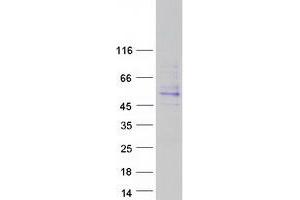 Western Blotting (WB) image for Adhesion Molecule, Interacts with CXADR Antigen 1 (AMICA1) (Transcript Variant 1) protein (Myc-DYKDDDDK Tag) (ABIN2714655)