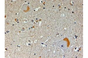 ABIN2561558 (4µg/ml) staining of paraffin embedded Human Brain. (NOS1AP Antikörper  (N-Term))