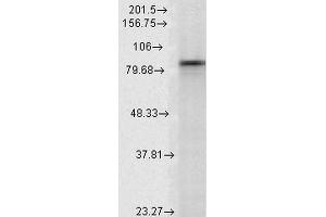 Western Blot analysis of Rat Lysates showing detection of Hsp90 alpha protein using Mouse Anti-Hsp90 alpha Monoclonal Antibody, Clone K41009 . (HSP90AA2 Antikörper  (AA 604-731) (Atto 594))