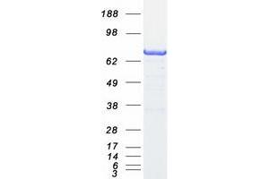 Validation with Western Blot (ARHGAP25 Protein (Transcript Variant 2) (Myc-DYKDDDDK Tag))