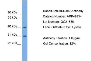 Western Blotting (WB) image for anti-Hydroxy-delta-5-Steroid Dehydrogenase, 3 beta- and Steroid delta-Isomerase 7 (HSD3B7) (Middle Region) antibody (ABIN2783973)