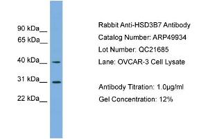 WB Suggested Anti-HSD3B7  Antibody Titration: 0. (HSD3B7 Antikörper  (Middle Region))